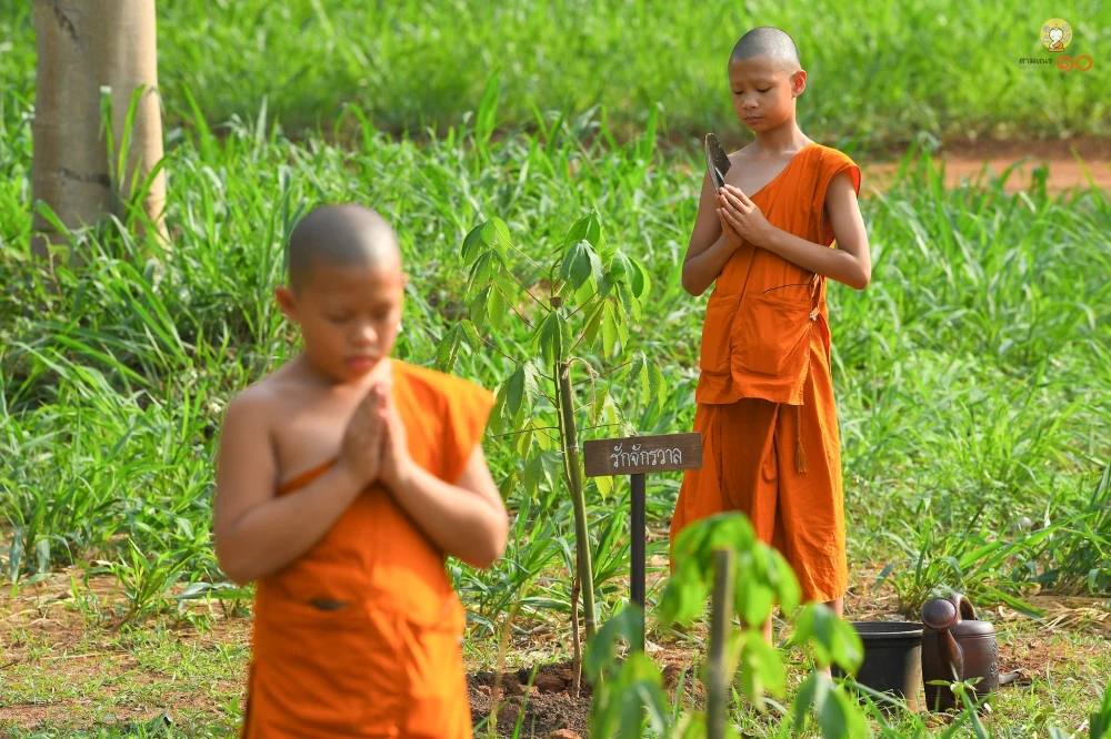 ต้นฝ้ายคำหรือต้นสุพรรณิการ์ที่เติบโตจากการเพาะเมล็ดโดยผู้นำรุ่นใหม่ในกิจกรรมสร้างความตระหนักด้านสิ่งแวดล้อมที่จัดขึ้น ณ สถาบันผู้นำเครือเจริญโภคภัณฑ์ (CPLI)