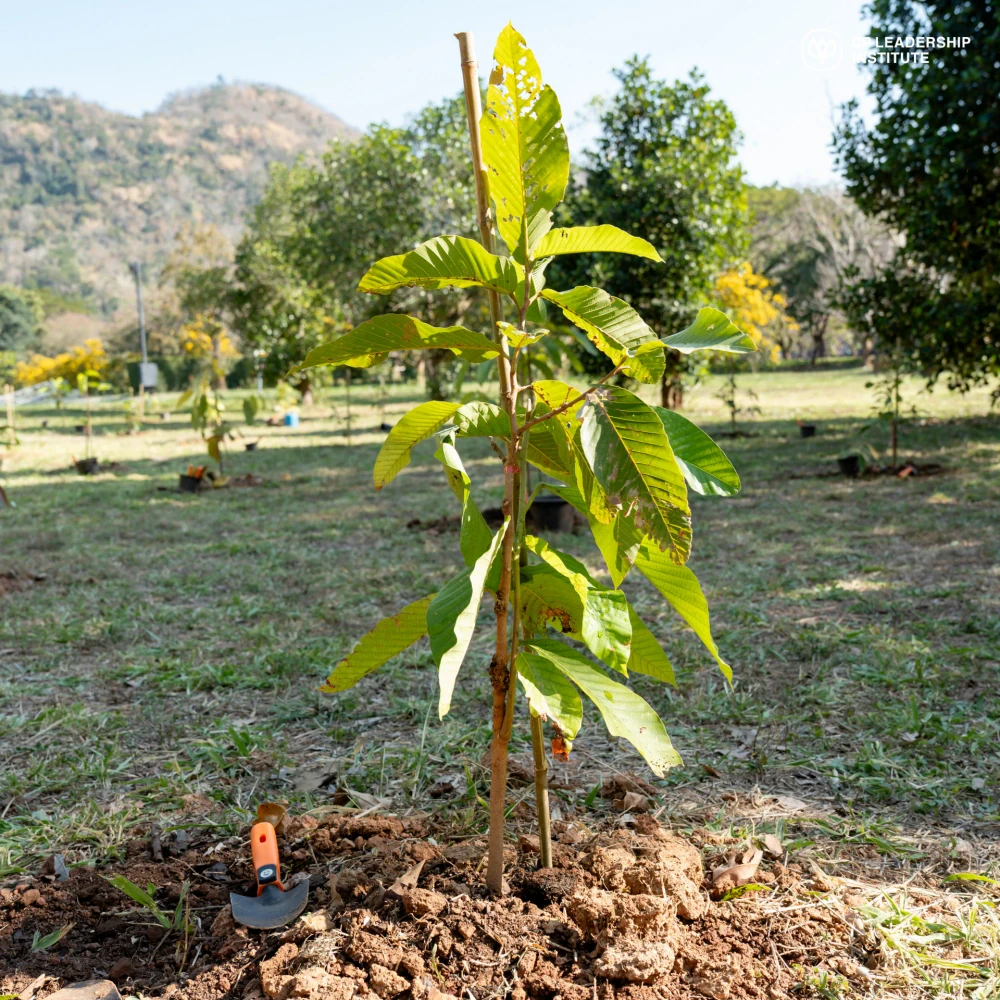CPLI Unites with International Youth from CP CUP 2025 to Plant Saplings in "CPLI Plant For the Future" Activity